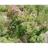 fol_blume2.jpg
