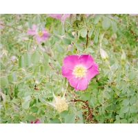 fol_blume1.jpg