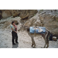 Lisbeth mit Packpferd.jpg