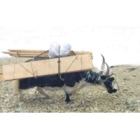 10_yaktransport.jpg